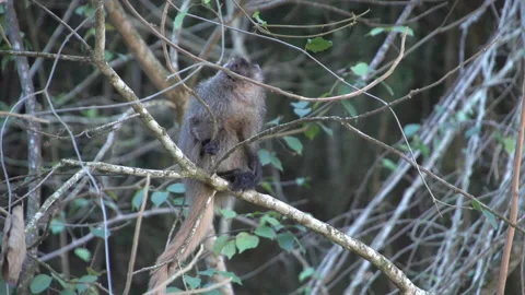 Little monkey in the forest Stock Footage 160301674