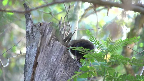 Little monkey in the forest Stock Footage 160301679