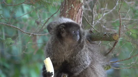 Little monkey in the forest Stock Footage 160301989