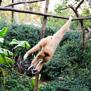 Little monkey hanging on the tree Stock Photos