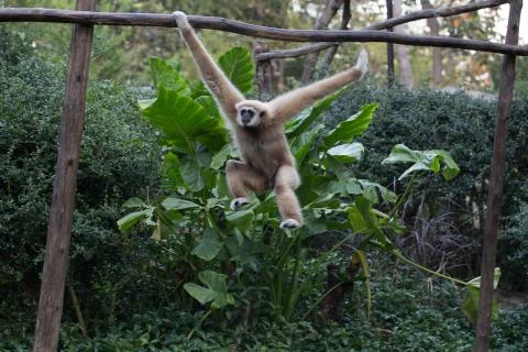 Little monkey hanging on the tree Stock Photos