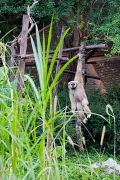 Little monkey hanging on the tree Stock Photos