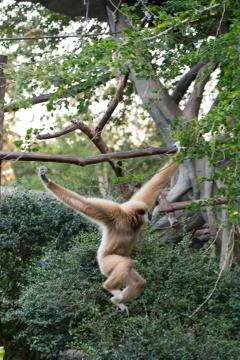 Little monkey hanging on the tree Stock Photos