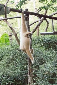 Little monkey hanging on the tree Stock Photos