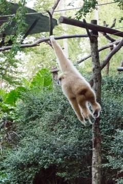 Little monkey hanging on the tree Stock Photos