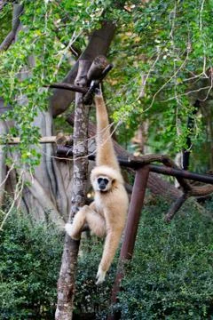 Little monkey hanging on the tree Stock Photos