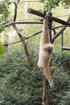 Little monkey hanging on the tree Stock Photos