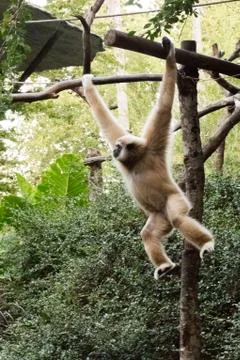 Little monkey hanging on the tree Stock Photos