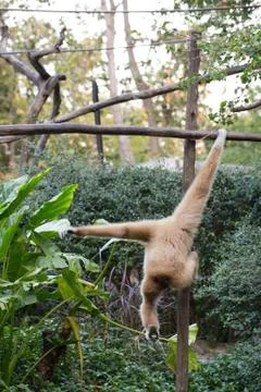 Little monkey hanging on the tree Stock Photos