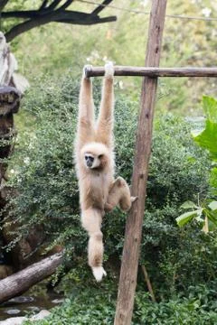 Little monkey hanging on the tree Stock Photos
