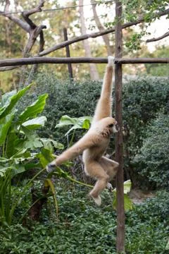 Little monkey hanging on the tree Stock Photos