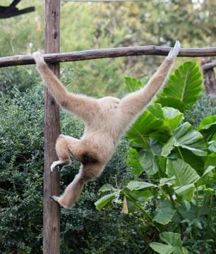 Little monkey hanging on the tree Stock Photos