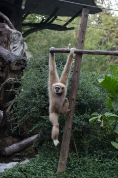 Little monkey hanging on the tree Stock Photos