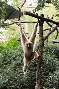Little monkey hanging on the tree Stock Photos