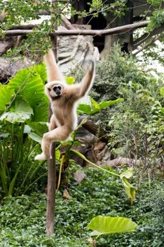 Little monkey hanging on the tree Stock Photos