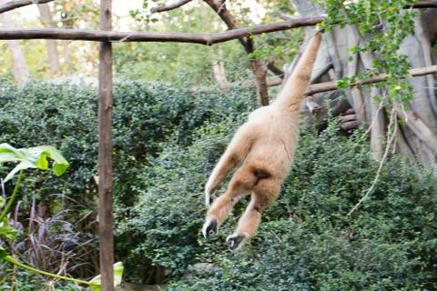 Little monkey hanging on the tree Stock Photos