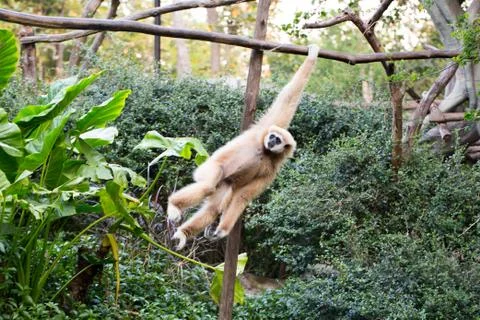 Little monkey hanging on the tree Stock Photos