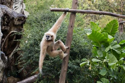 Little monkey hanging on the tree Stock Photos
