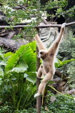 Little monkey hanging on the tree Stock Photos