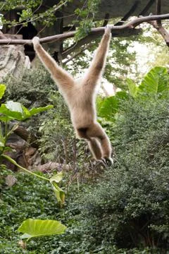 Little monkey hanging on the tree Stock Photos