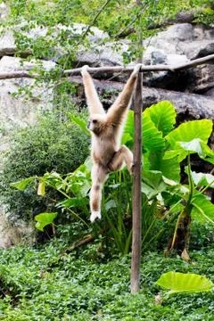 Little monkey hanging on the tree Stock Photos