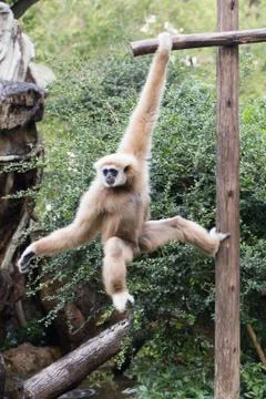 Little monkey hanging on the tree Stock Photos