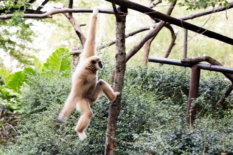 Little monkey hanging on the tree Stock Photos