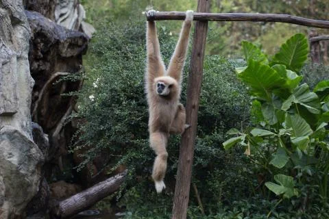 Little monkey hanging on the tree Stock Photos