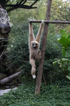 Little monkey hanging on the tree Stock Photos