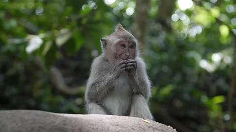 Little monkey HD Stock Footage 128952628
