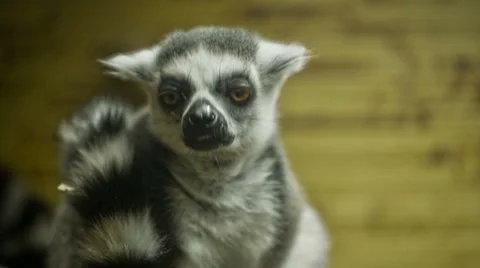 Little Monkey-Lemur 14 스톡 동영상 34839542