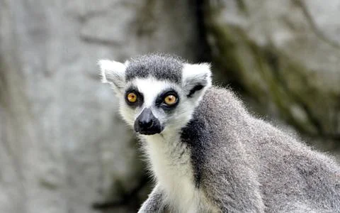 Little monkey Lemur Stock Photos