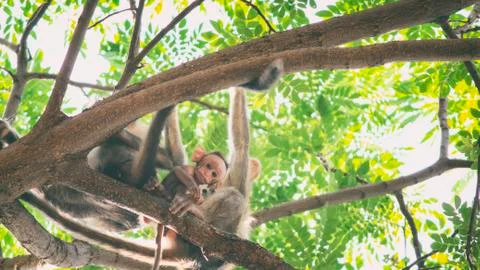 Little monkey looking down Stockfoto's