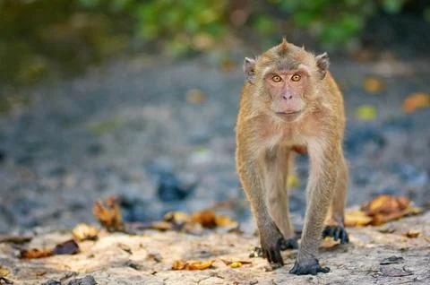 Little monkey looking in the lense. Stock Photos