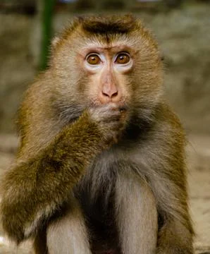Little monkey looks and eats nuts. Holds the right paw at the mouth. Stock Photos