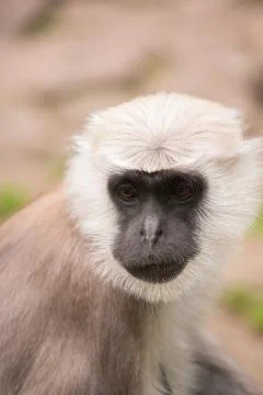 A little monkey looks into the camera 写真素材
