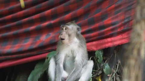 Little Monkey At Monkey Forest Part 2 Of 2 Videos. Shot Using GH5 In 4K At Stock Footage 98605812