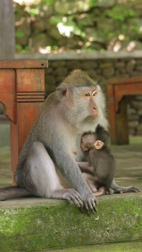Little Monkey with mother in slowmotion Stock Footage 264151798