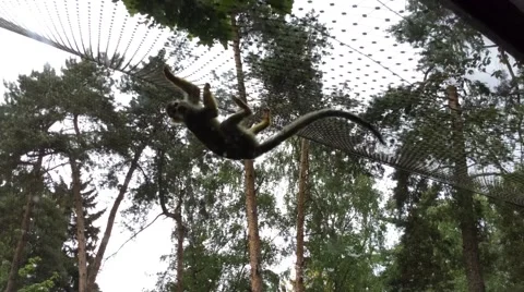 Little Monkey is Moving Upside Down and Jump Video stock 60637814