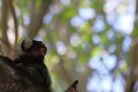 Little monkey native to areas of Atlantic Forest seen over a wall near Maceio Foto stock