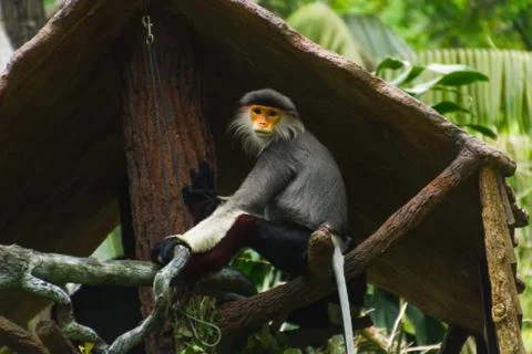 Little monkey with orange face siting on branch Stock Photos