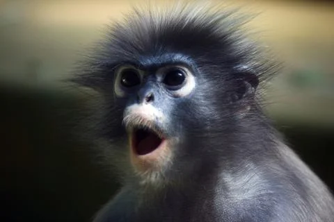 Little monkey Stock Photos