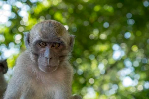 Little monkey Stock Photos