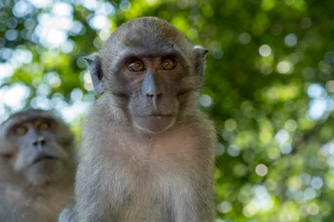 Little monkey Stock Photos