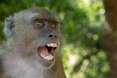 Little monkey Stock Photos