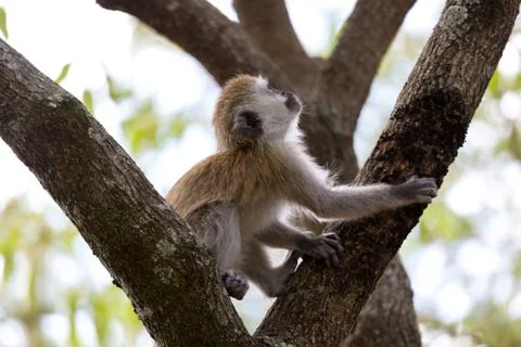 A little monkey is playing on the branch of a tree Stock Photos