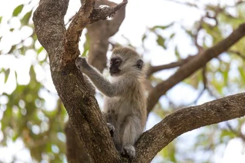 A little monkey is playing on the branch of a tree Stock Photos