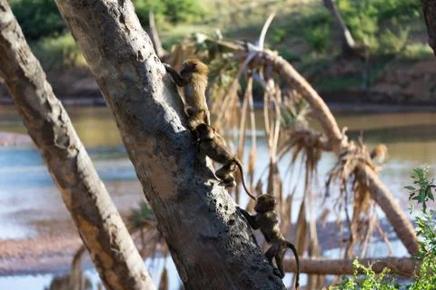 A little monkey is playing on a tree branch Stock Photos
