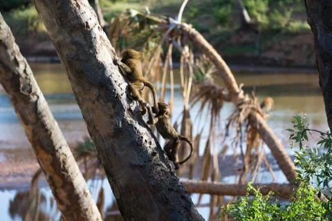 A little monkey is playing on a tree branch Stock Photos