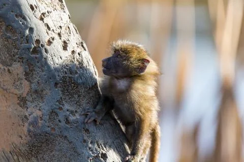 A little monkey is playing on a tree branch Stock Photos